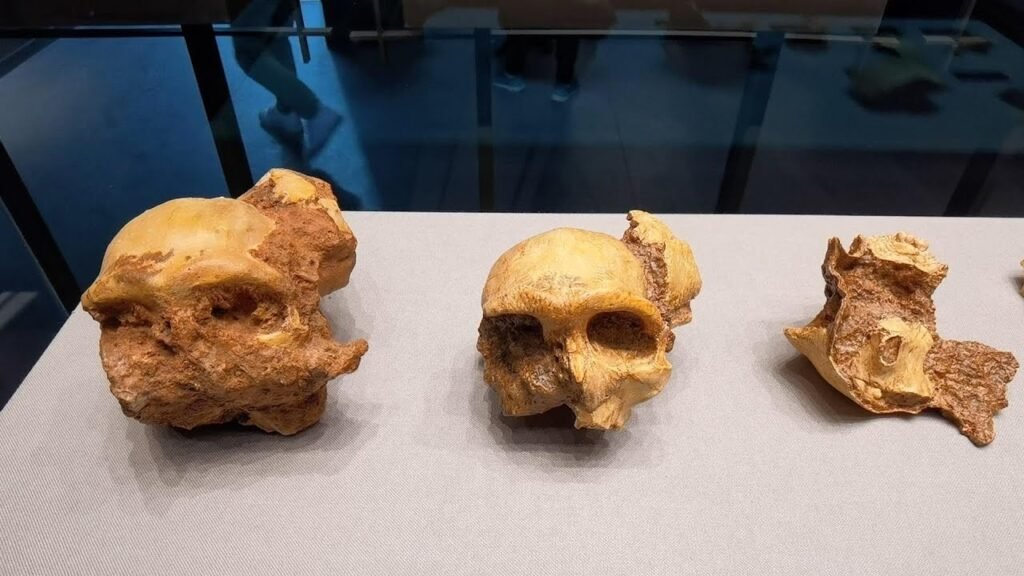 3 Lakh Year Old Chinese Dental Fossils – புதிய மனித இனத்தின் அடையாளம்