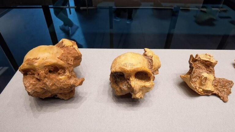 3 Lakh Year Old Chinese Dental Fossils – புதிய மனித இனத்தின் அடையாளம்